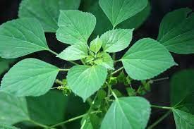 THULIR Kuppaimeni Leaves Powder (Acalypha indica Linn) - 200g | Natural Nettle Leaf Supplement | Kuppikhokhali Herbal Powder for Detox & Immunity Boost | Perfect for Ayurvedic Remedies, Tea Blends & Skin Care