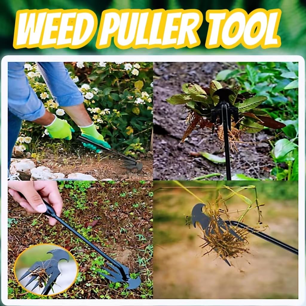**4-Toothed Manual Weed Puller Tool - Dual Purpose Garden Weeder for Easy Uprooting & Removal - 2PCS 12IN Multifunctional Weeding Tool (Perfect for Lawns, Flower Beds & Vegetable Gardens)**