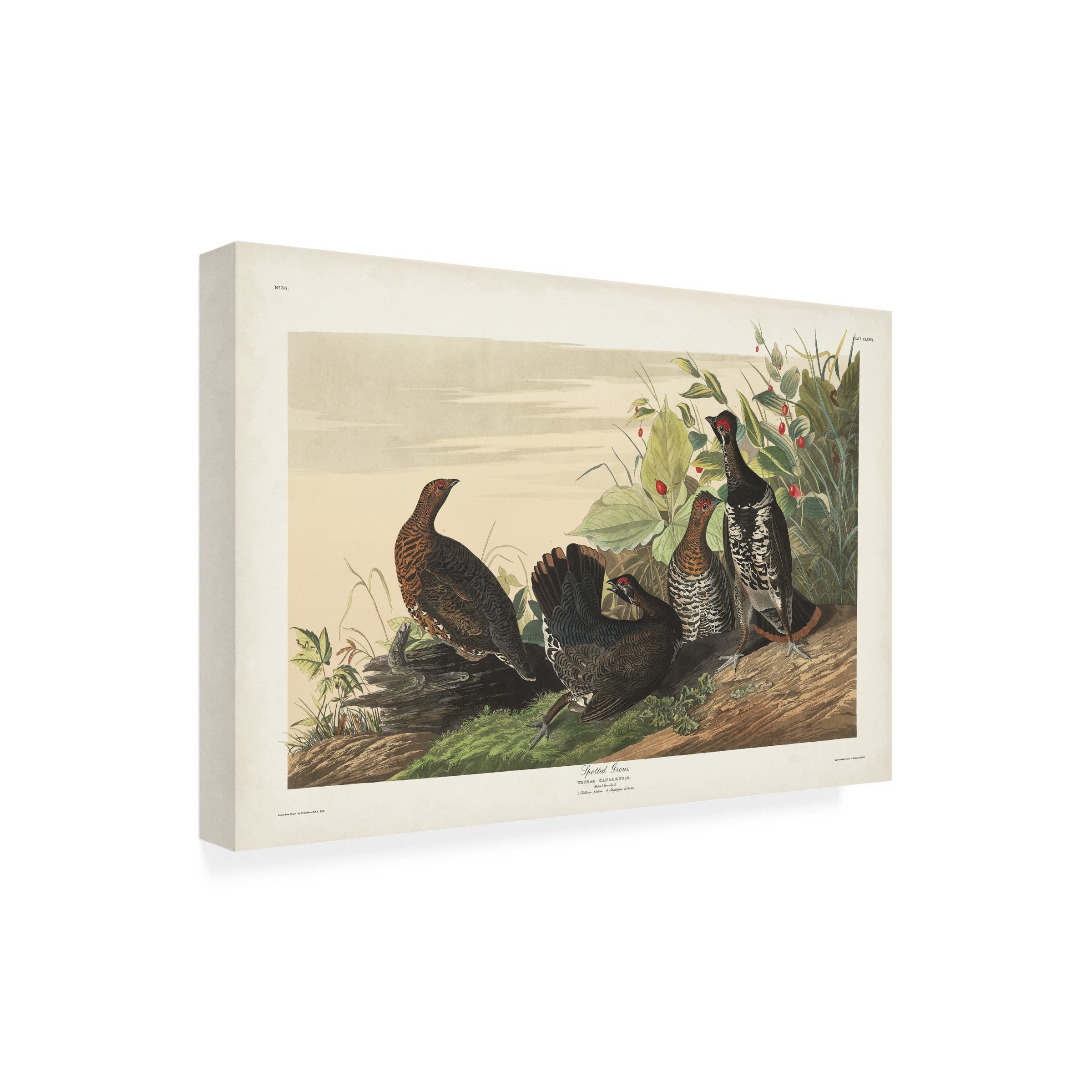 John James Audubon Spotted Grouse Canvas Art Print 12x19 - Premium Wildlife Wall Decor for Living Room, Office & Bedroom