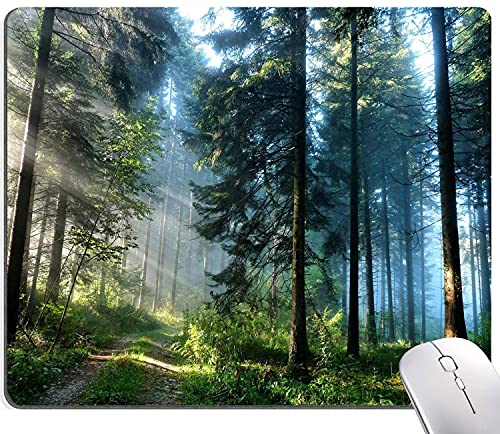 Nature Misty Forest