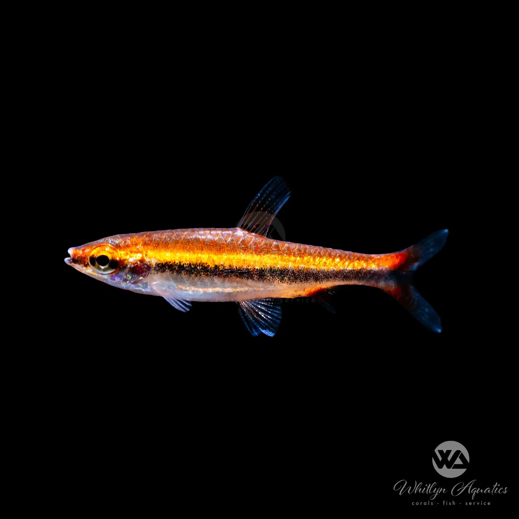 Red Beckford's Pencilfish (Nannostomus beckfordi) - Live Tropical Fish for Aquariums | Perfect for Community Tanks & Planted Aquascapes