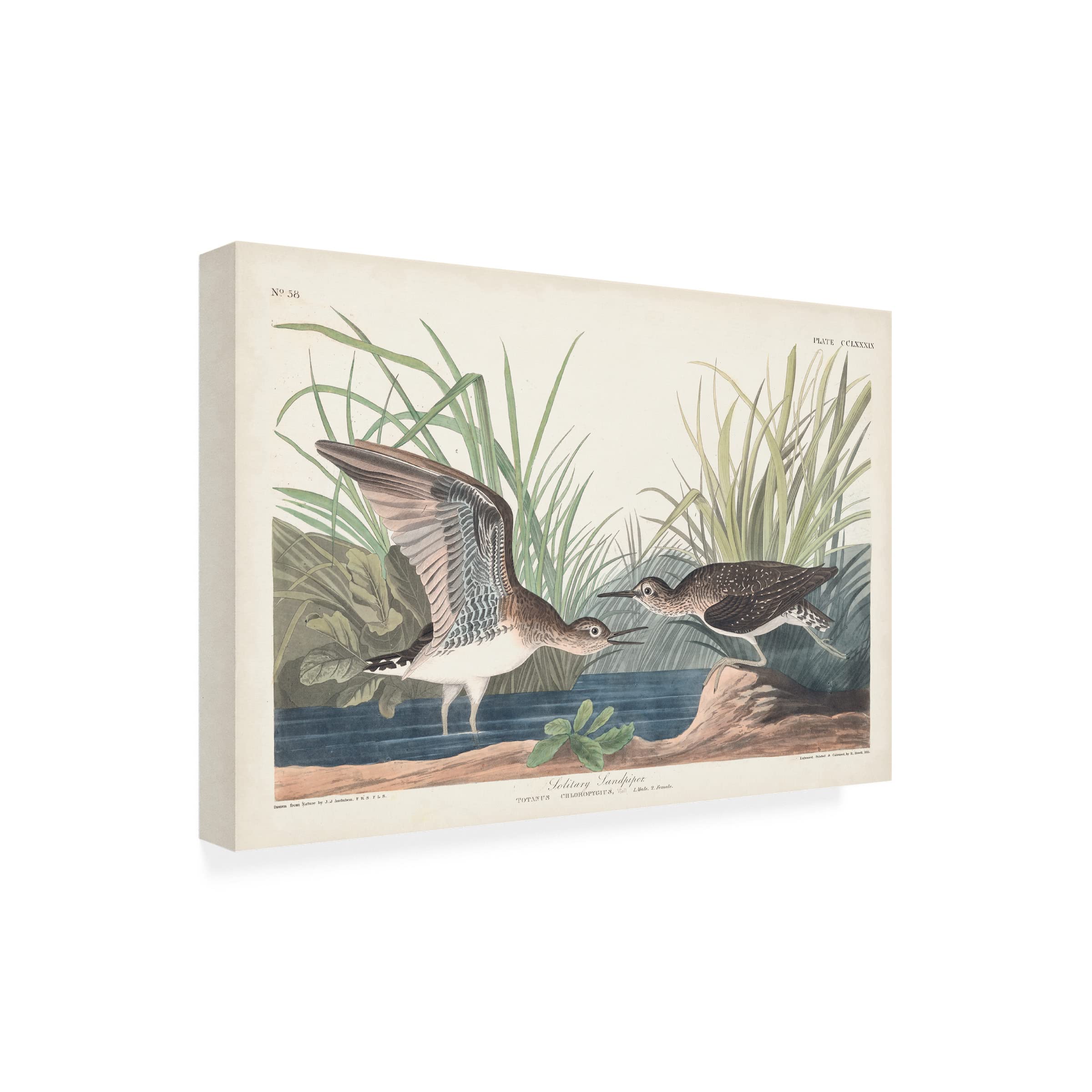 John James Audubon 'Solitary Sandpiper' Canvas Art Print - 22x32 Inches - Wildlife Bird Wall Decor for Living Room, Bedroom & Office - Trademark Fine Art Collection