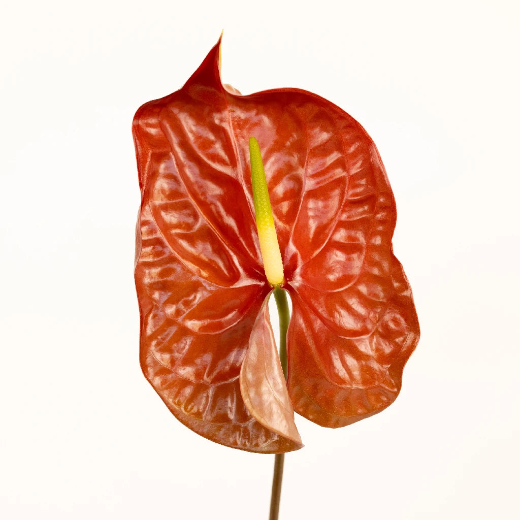 Anthurium Cocoa Tropical Flower - Exotic Live Houseplant for Home & Office Decor - Perfect for Indoor Gardens, Gifts, and Tropical Themes