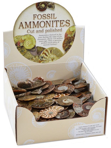 Premium Cut and Polished Ammonite Slices - Natural Fossil Specimens for Home Decor, Jewelry Making & Fossil Collection | Perfect for Display, Gifts & Educational Use