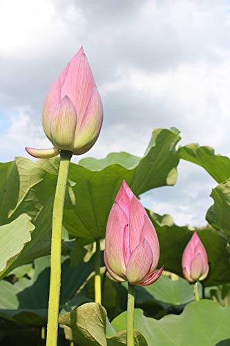 20x30 Inch Green Leaves Bud Lotus Laminated Poster - Vibrant Colors & High-Quality Print - Perfect for Home Decor, Living Room, Bedroom & Office Wall Art