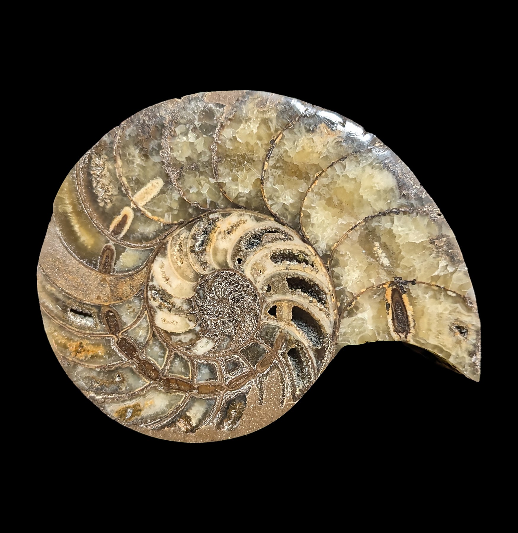 Fossil Nautilus Shell Pair - Genuine Natural Collectible Specimens for Home Decor, Classroom Display & Science Education - Perfect for Geology Enthusiasts and Interior Design