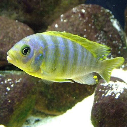 Pseudotropheus Aurora Cichlid - Metriaclima Aurora - 3.5 Inch African Mbuna Fish for Aquarium - Perfect for Freshwater Fish Tanks & Cichlid Enthusiasts
