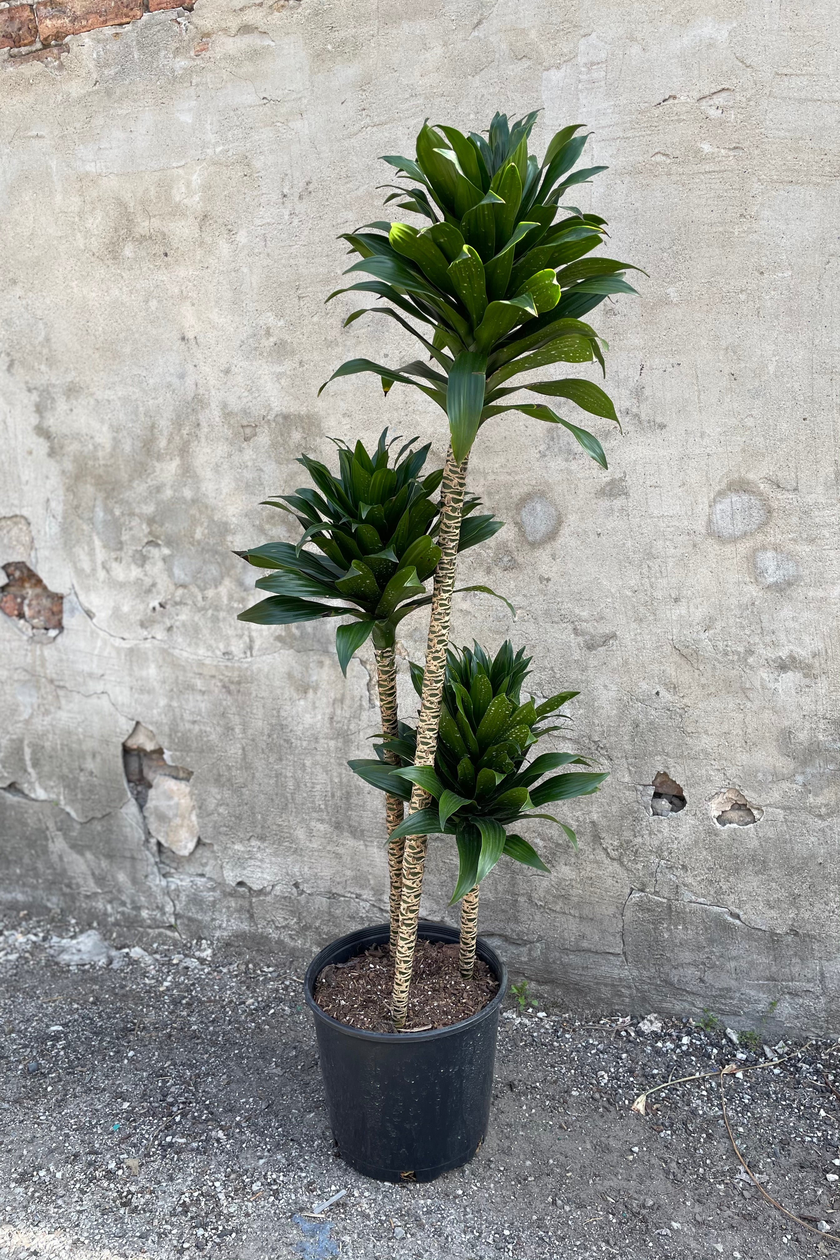 Dracaena 'Janet Craig Compacta' Indoor Plant - Low Light Houseplant for Home & Office Decor | Perfect for Living Rooms, Bedrooms, and Workspaces
