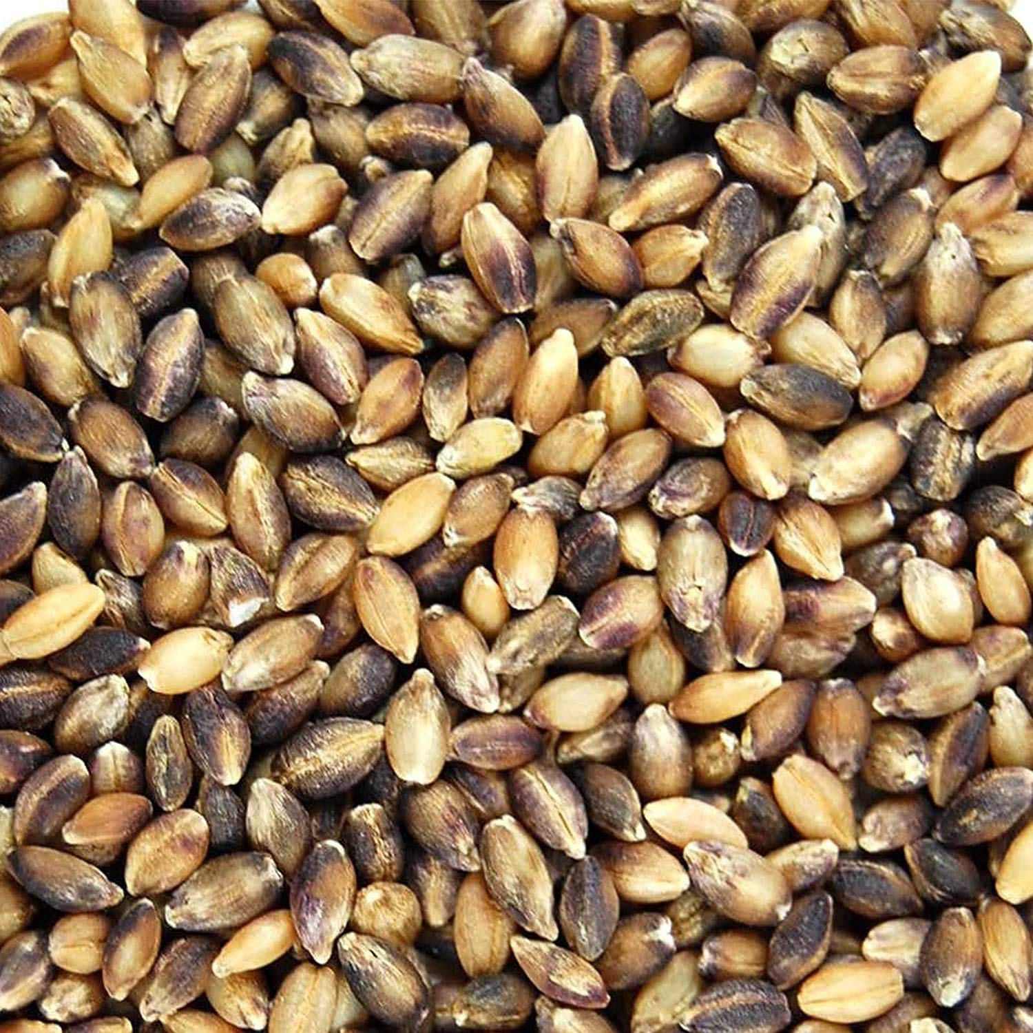 Organic Purple Barley Seeds (35 Lb Bucket) - Certified No Hull Black Barley for Barleygrass, Flour, Food Storage & Cooking - Perfect for Smoothies, Soups, Baking & Emergency Preparedness - Handy Pantry Brand
