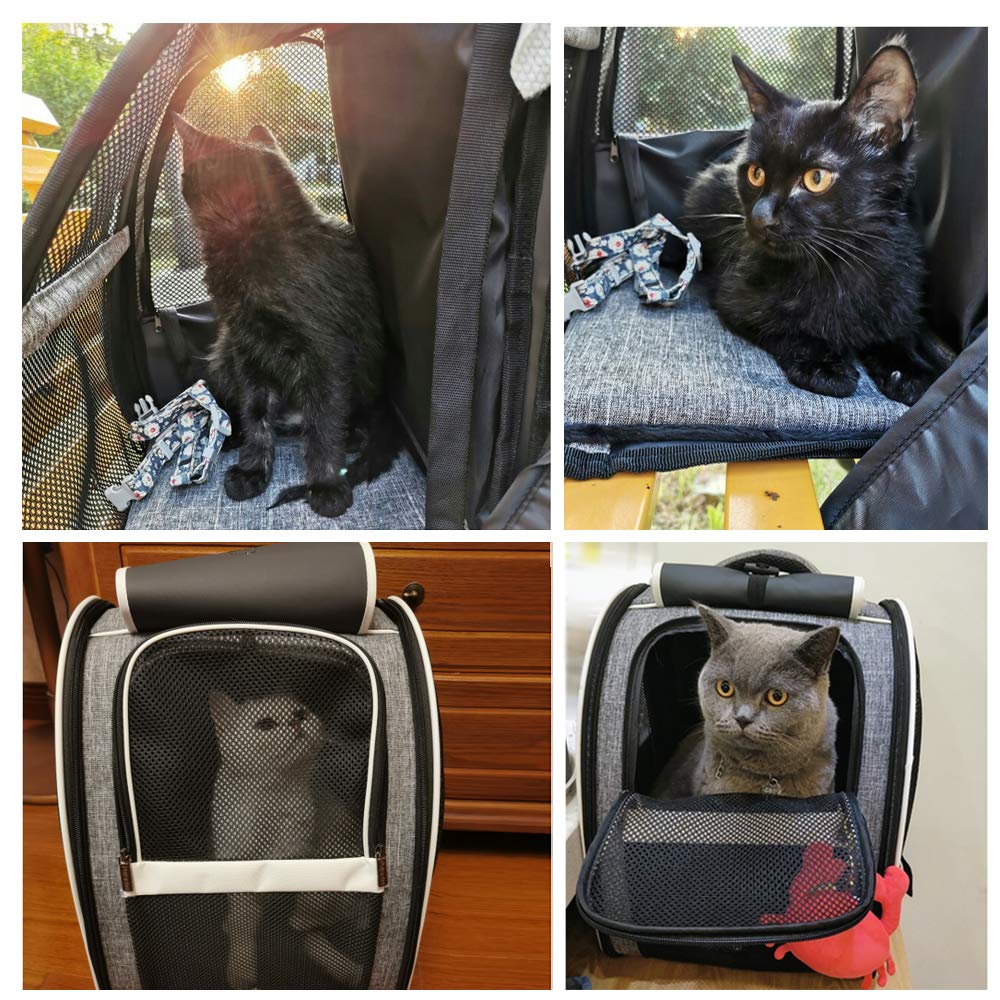 Texsens Pet Carrier Backpack for Small Cats & Dogs - Ventilated Design with Window Blind, Safety Straps & Buckle Support | Collapsible & Lightweight for Travel, Hiking, Vet Visits, Winter Outings & Outdoor Adventures | Perfect for Airplane Cabin, Road Trips & Daily Commutes