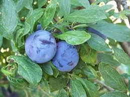 Damson Plum Tree Live Plant - Prunus Domestica Blue Plum Fruit Tree for Home Garden | Healthy Nursery-Grown Live Plant for Landscaping, Backyard Orchard & Fresh Fruit Harvesting