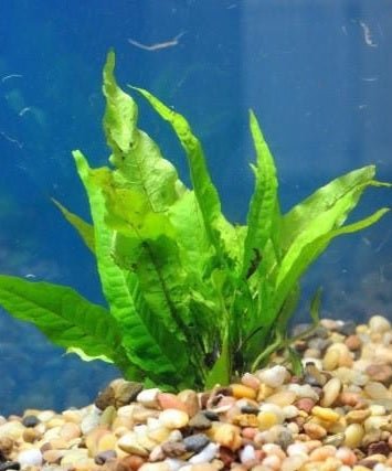Low Light Indoor Plant Starter Combo Pack - 3 Easy to Grow Houseplants for Home, Office & Bathroom Decor