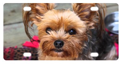 Yorkshire Terrier Yorkie Dog Novelty License Plate - 6x12 Inch Decorative Front Car Plate for Pets Lovers - Perfect for Cars, Trucks, Garages & Gifts