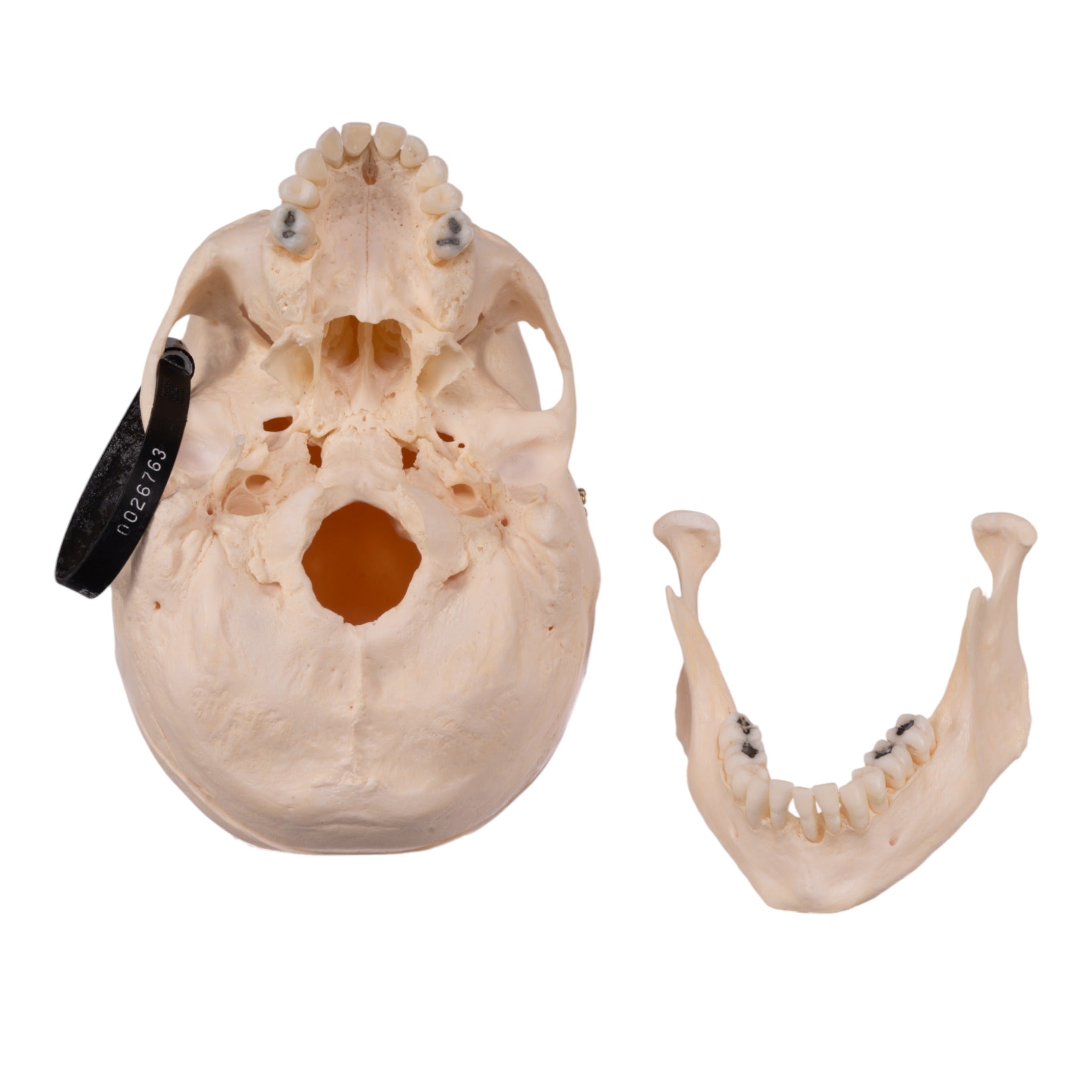 Premium Anatomical Human Skull Model - Accurate Medical & Educational Replica for Students, Doctors & Collectors - Perfect for Classroom, Lab & Halloween Decor