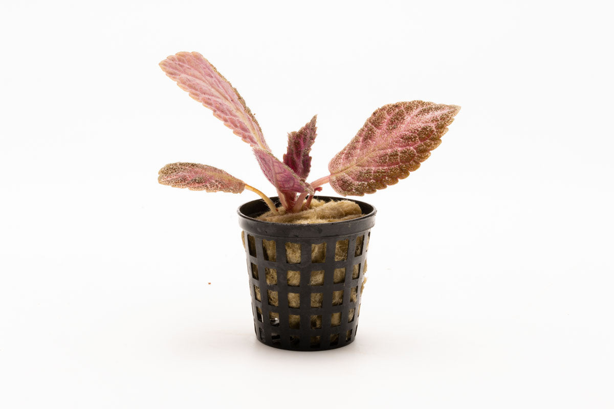 Episcia Cupreata - Stunning Copper Leaf Houseplant for Home & Office Decor | Perfect for Indoor Gardens, Terrariums & Gift Ideas