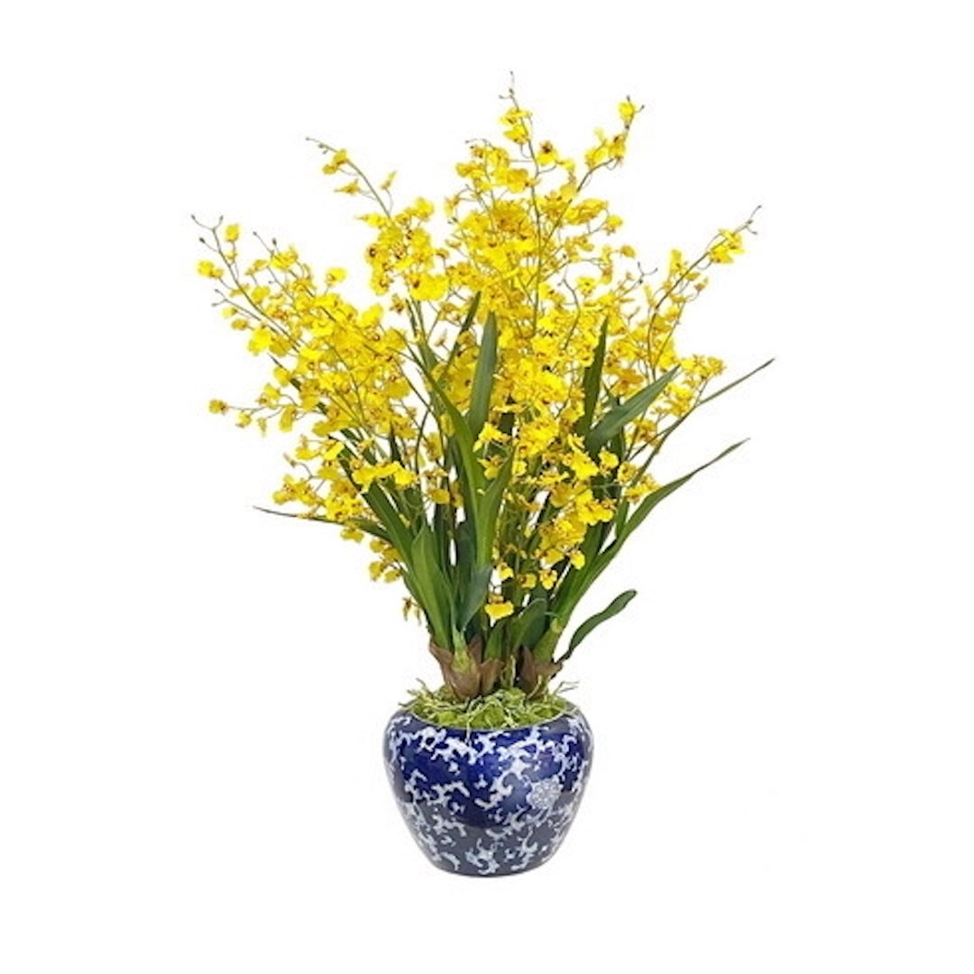 Sunrise Yellow Oncidium Orchid - Exotic Live Plant for Home & Office Decor, Perfect for Gifts, Weddings & Floral Arrangements