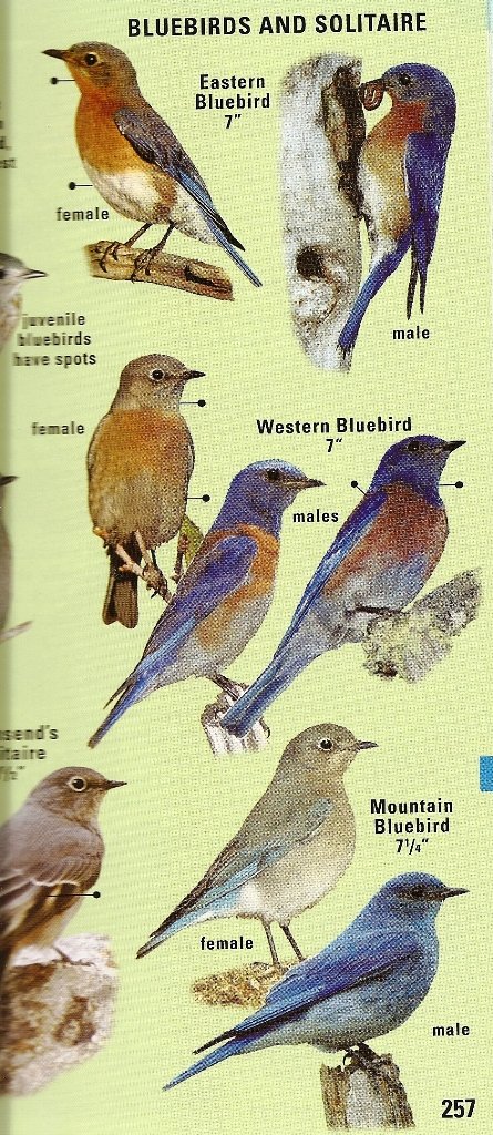 Kaufman Field Guide to Birds of North America - Comprehensive Bird Identification Book | Perfect for Birdwatching, Nature Hikes & Outdoor Adventures