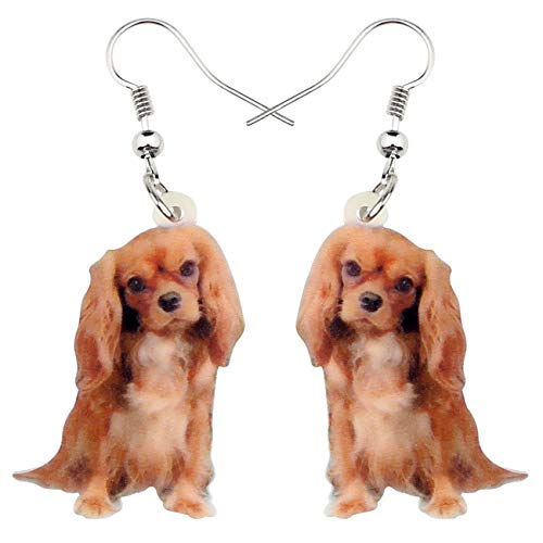 Cavalier King Charles Spaniel #1