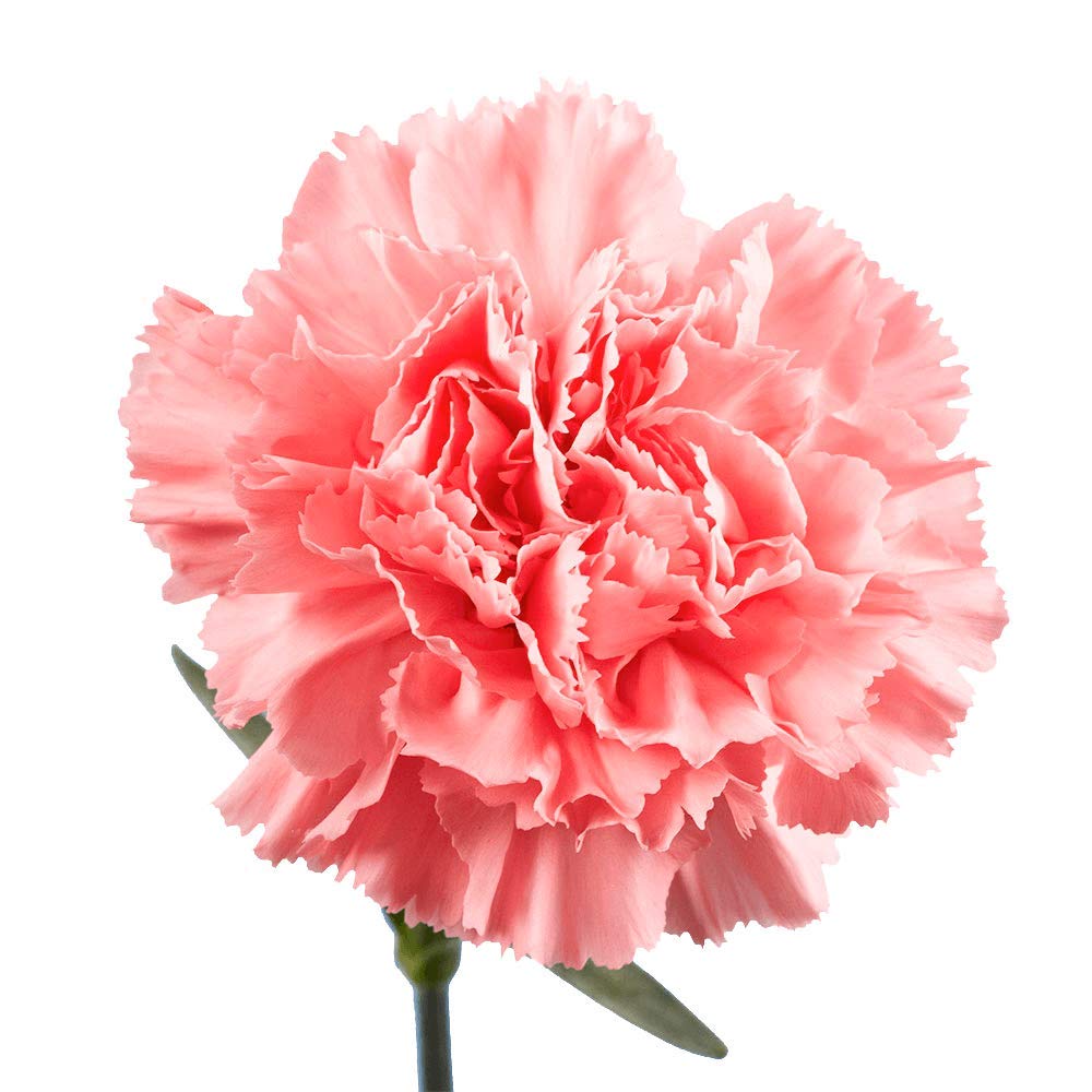 300 Long Stem Pink Carnations Fresh Cut Flowers - Bulk Wholesale for Wedding, Anniversary, Party Decorations & Floral Arrangements