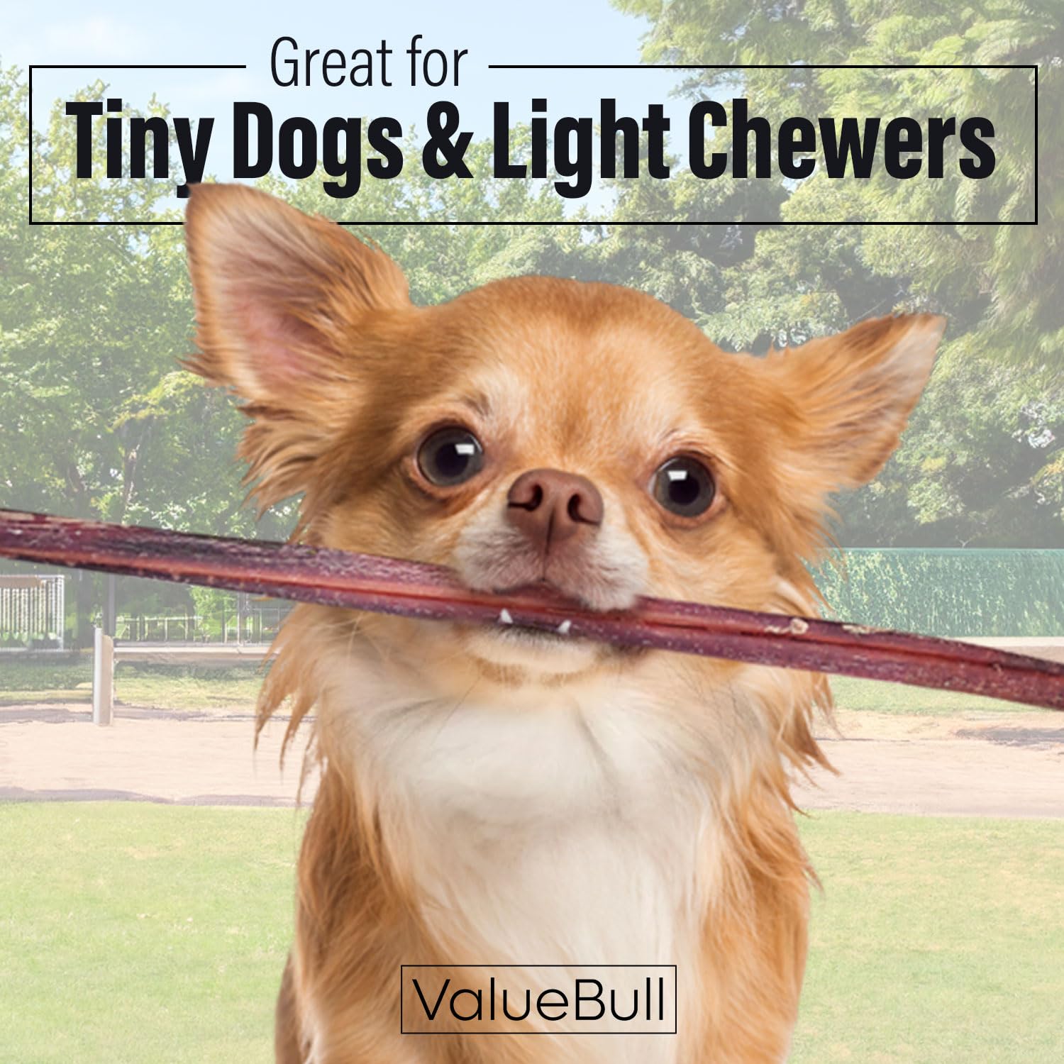 ValueBull Extra Thin 12 Inch Bully Sticks for Small Dogs - 50 Count All Natural 100% Beef Pizzle Dog Treats | Single Ingredient Rawhide Alternative | Perfect for Training, Chewing & Dental Health