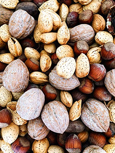 Kejora Fresh Mixed Raw Nuts 2 LB - Premium Walnut, Almond, Hazelnut & Pecan Combo - Healthy Snacks for Office, Hiking & Baking - No Salt Added, Non-GMO, Vegan Friendly