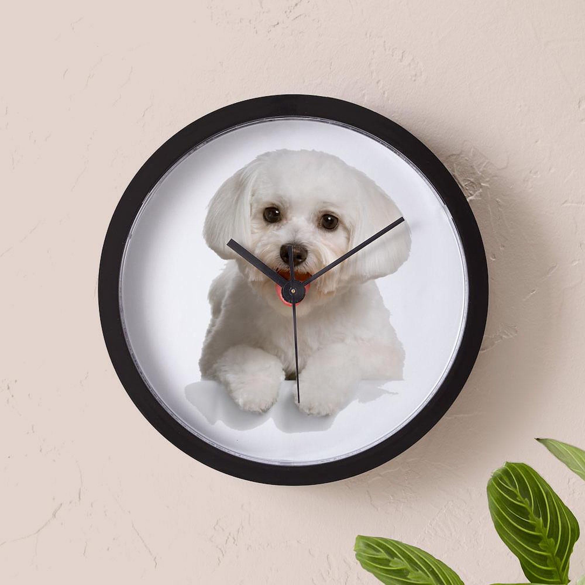 Bichon Frise 10 Inch Wall Clock - Decorative Round Silent Non-Ticking Clock for Living Room, Kitchen, Office, Bedroom & Home Decor - Perfect Gift for Dog Lovers & Pet Owners