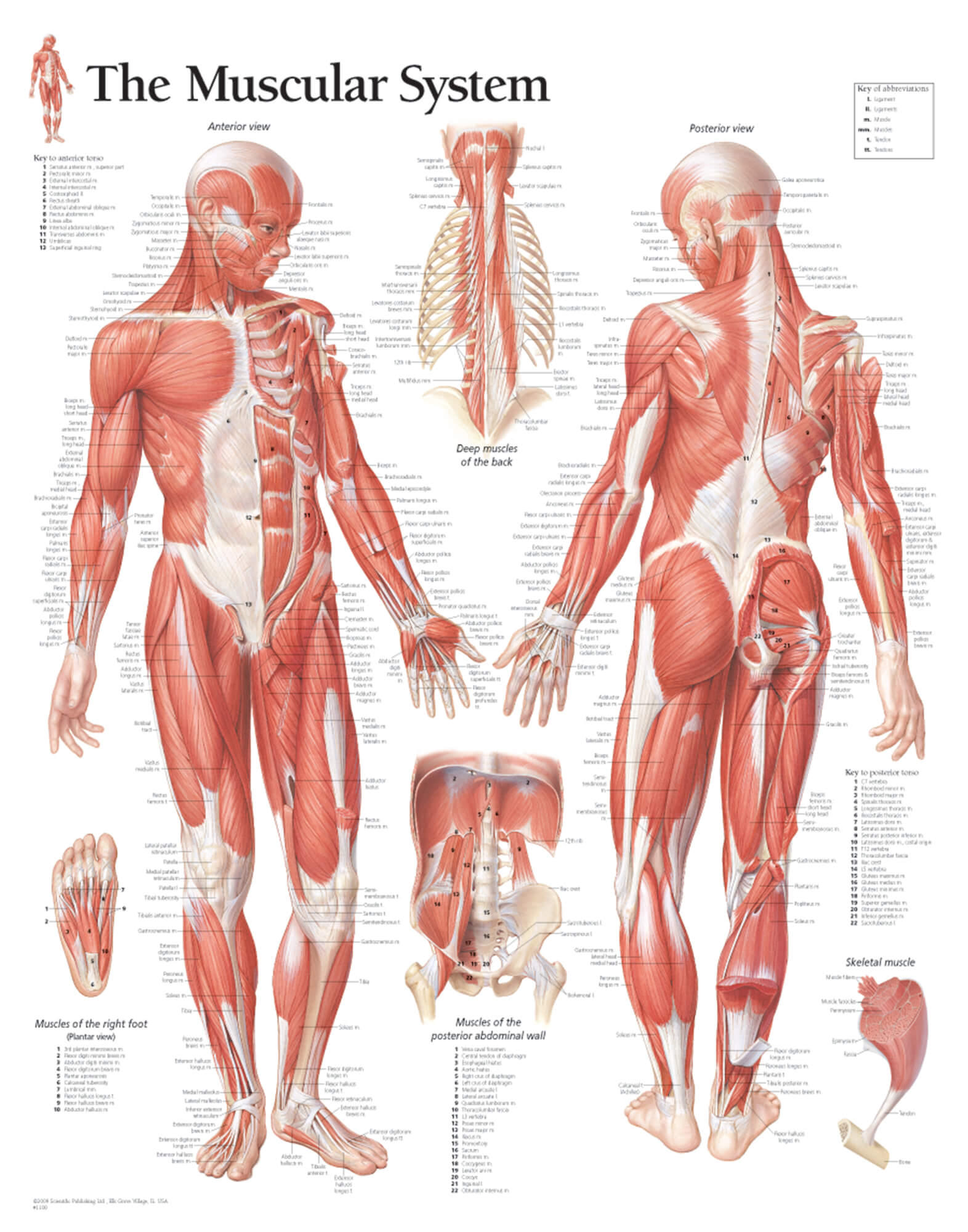 Muscular System Anatomy Poster for Men - Laminated Educational Chart - Perfect for Classroom, Gym & Home Decor