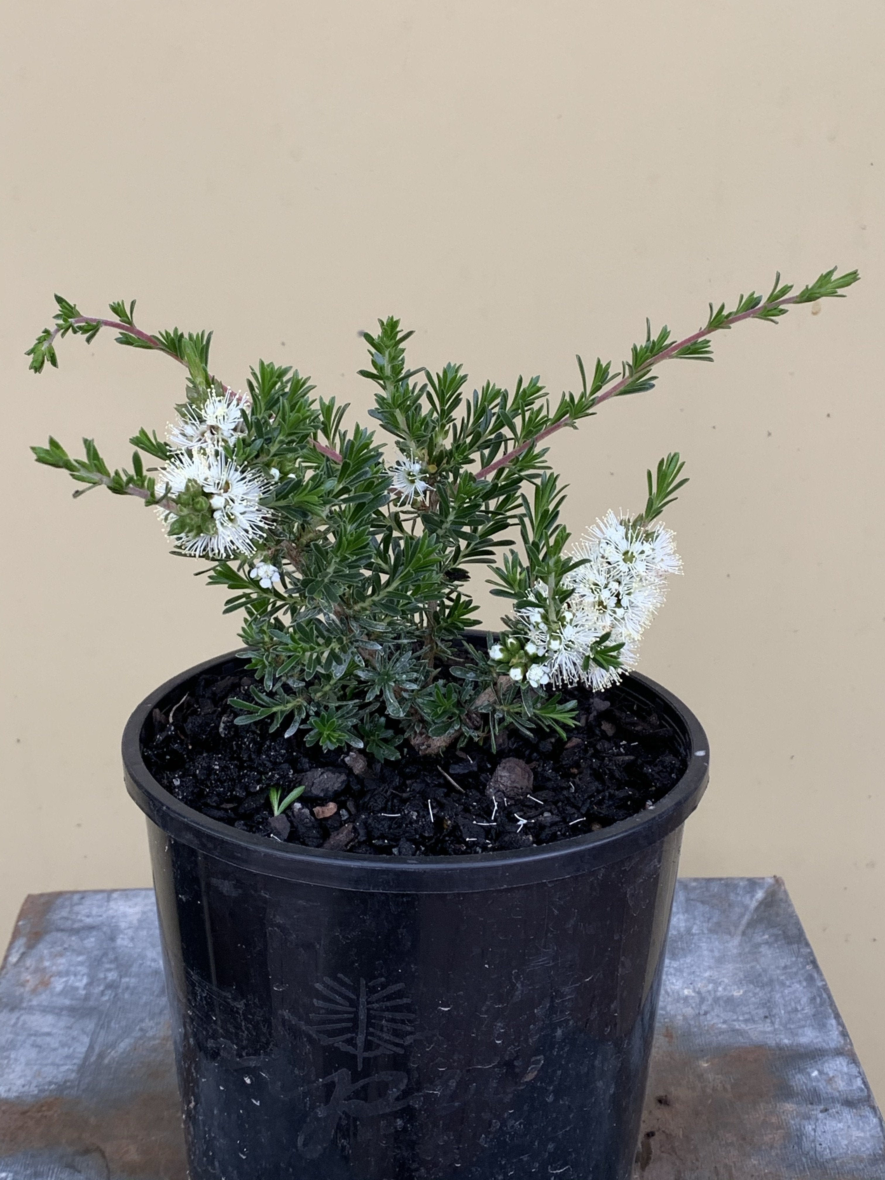 **Kunzea 'Wilsons Promontory Form' - Hardy Australian Native Shrub for Landscaping, Drought-Tolerant Gardens, and Coastal Areas**