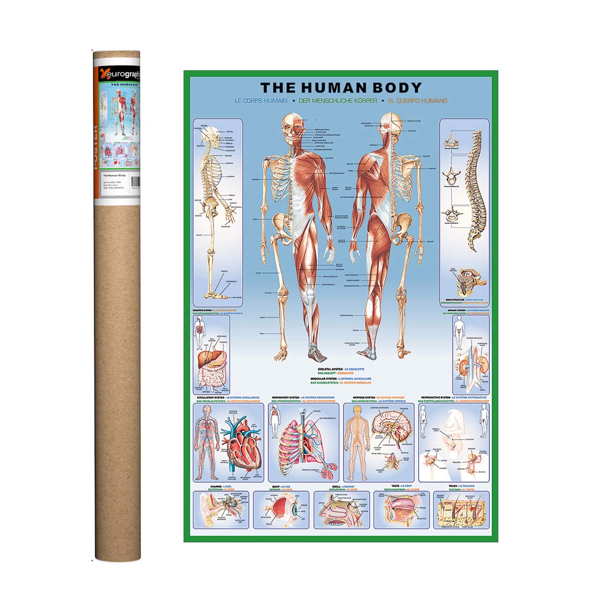 EuroGraphics Human Body Anatomy Educational Poster - 36 x 24 Inch Large Wall Chart for Classroom, Home School & Medical Office Decor - Perfect for Biology Students, Teachers & Healthcare Professionals