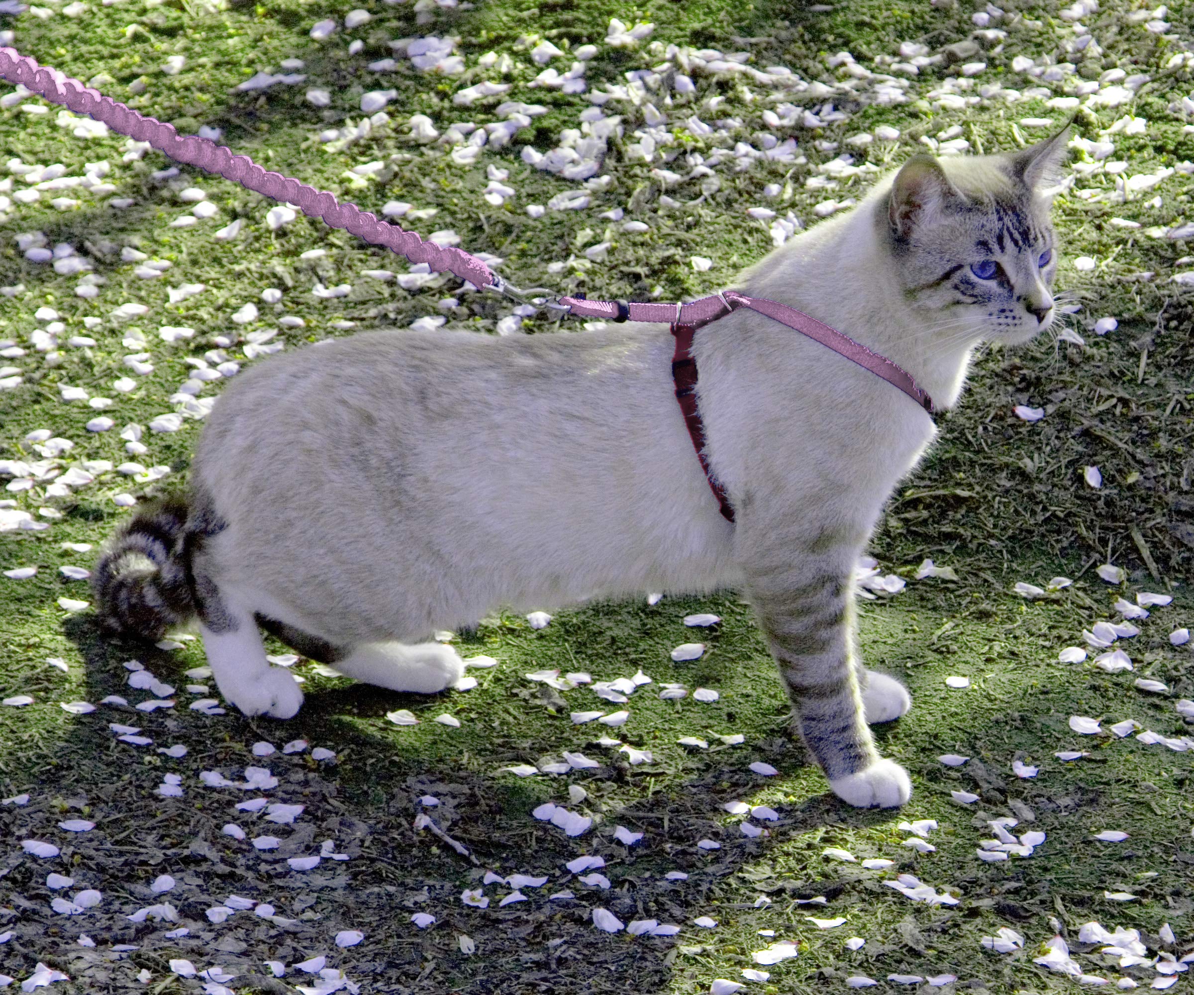 PetSafe Come with Me Kitty Harness & Bungee Leash for Cats - Medium Size, Dusty Rose - Safe Outdoor Walking & Training for Small Pets