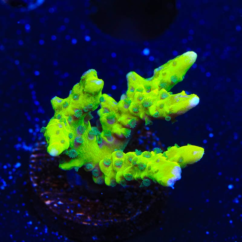 CB The Thing Anacropora Coral - Premium Live Coral for Saltwater Aquariums | Perfect for Reef Tanks & Marine Displays