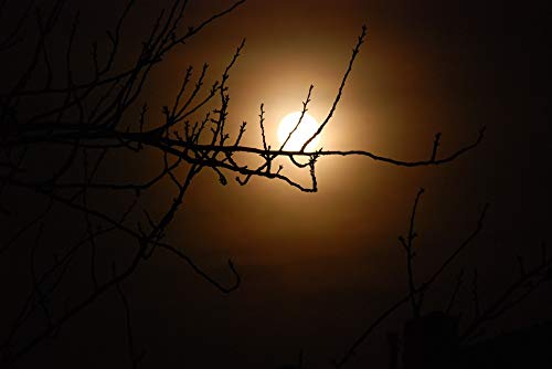 20x30 Inch Dark Moon Tree Night Laminated Poster - Vibrant Colors & Vivid Imagery for Home Decor - Perfect for Living Room, Bedroom & Office Wall Art