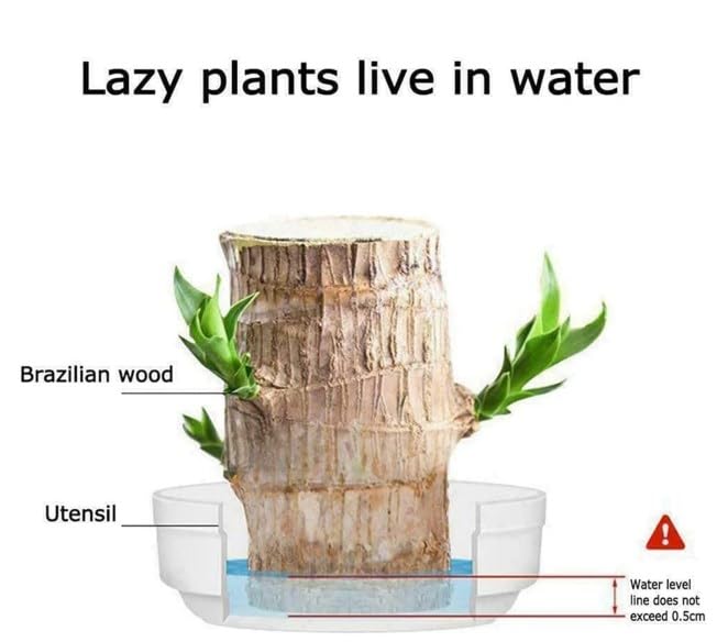 KCRPM Brazilian Lucky Wood Plant - Mini Magical Sprouting Hydroponic Indoor Plant with Groot Doll - Natural Air Purifier for Home & Office Decor - Perfect for Desk, Living Room, and Gift Giving