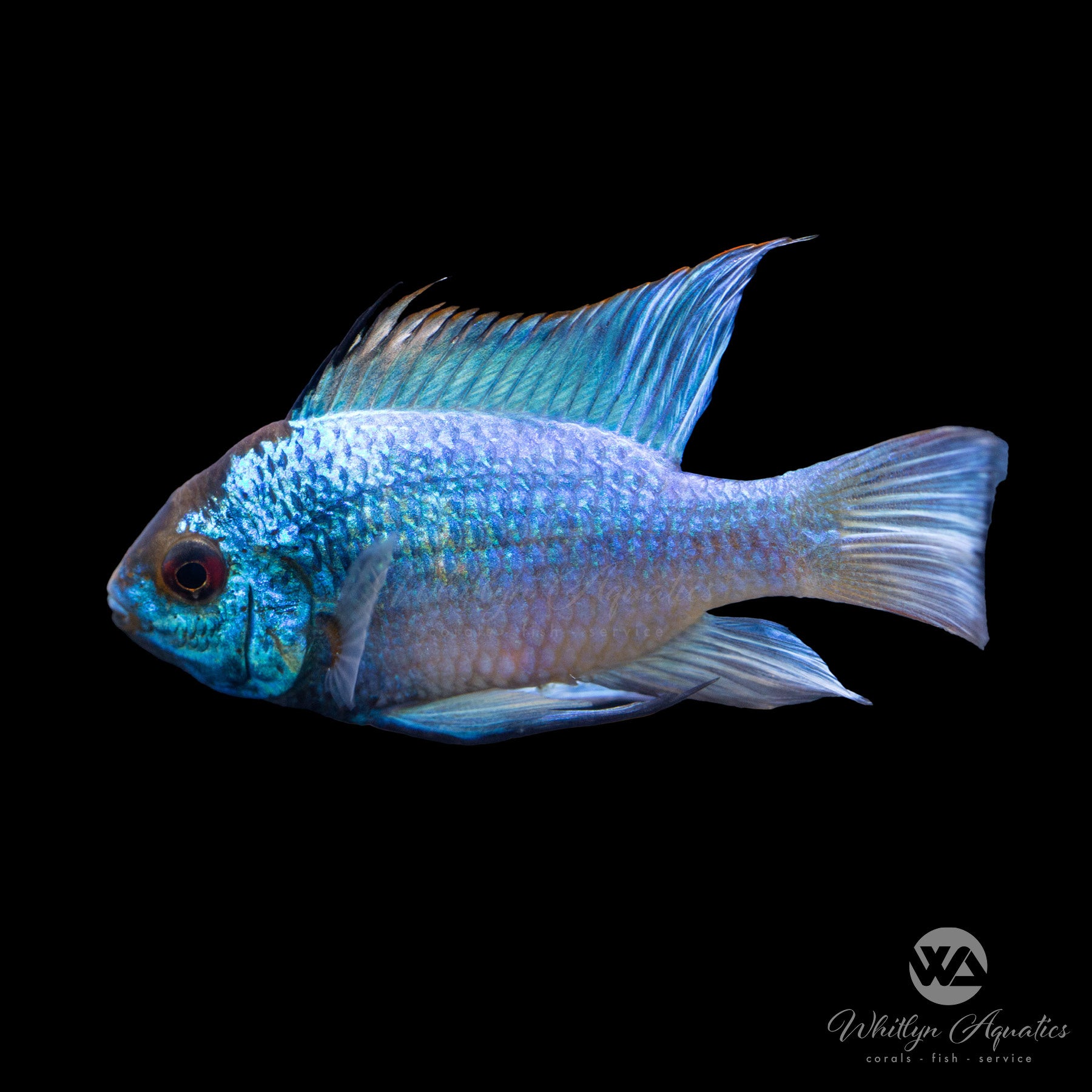 Electric Blue Ram Cichlid (Mikrogeophagus ramirezi) - Stunning Aquarium Fish for Freshwater Tanks | Perfect for Community & Planted Aquariums