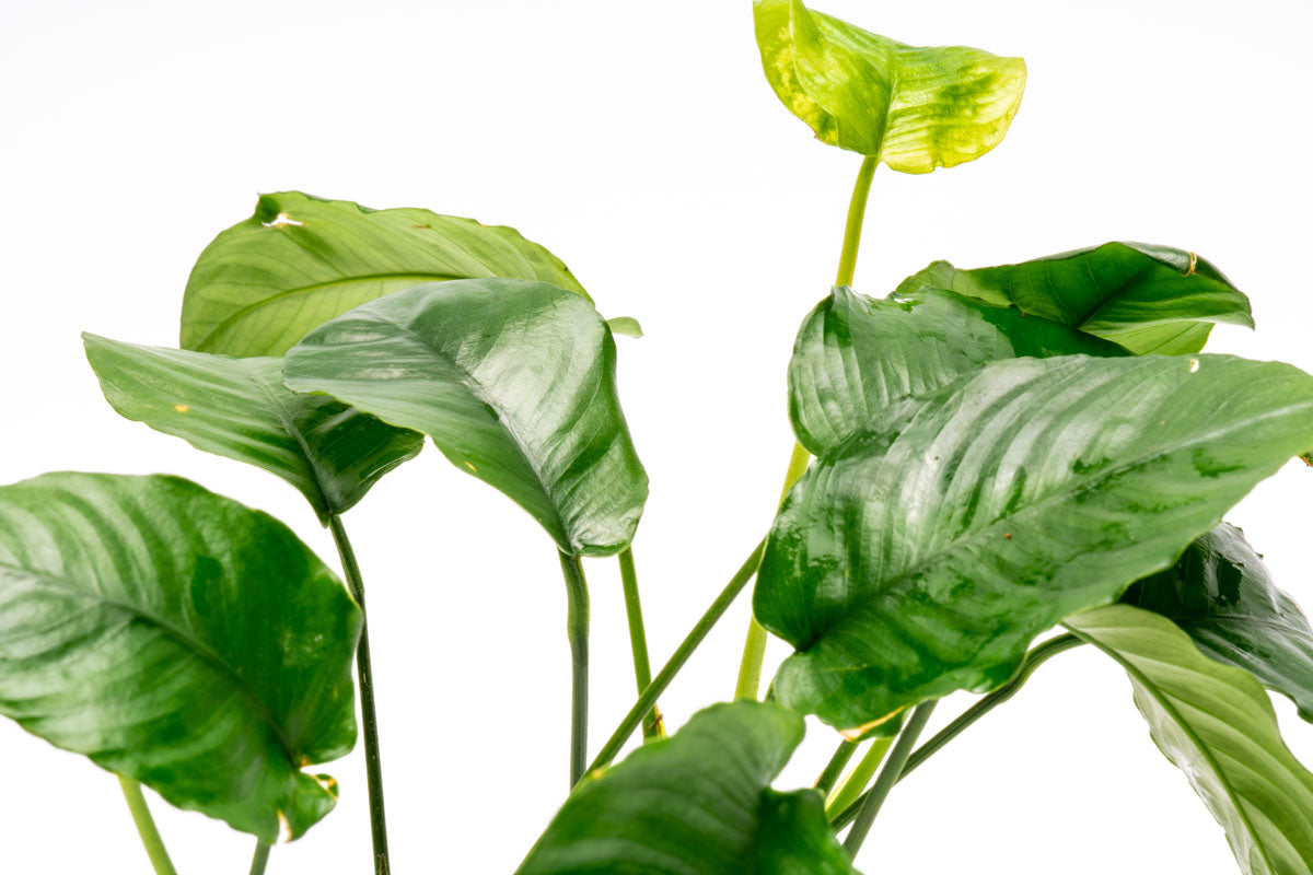 Anubias Wrinkle Leaf Aquatic Plant - Live Freshwater Aquarium Plant for Fish Tanks, Low Light & Easy Care - Perfect for Aquascaping, Shrimp Tanks & Natural Decor