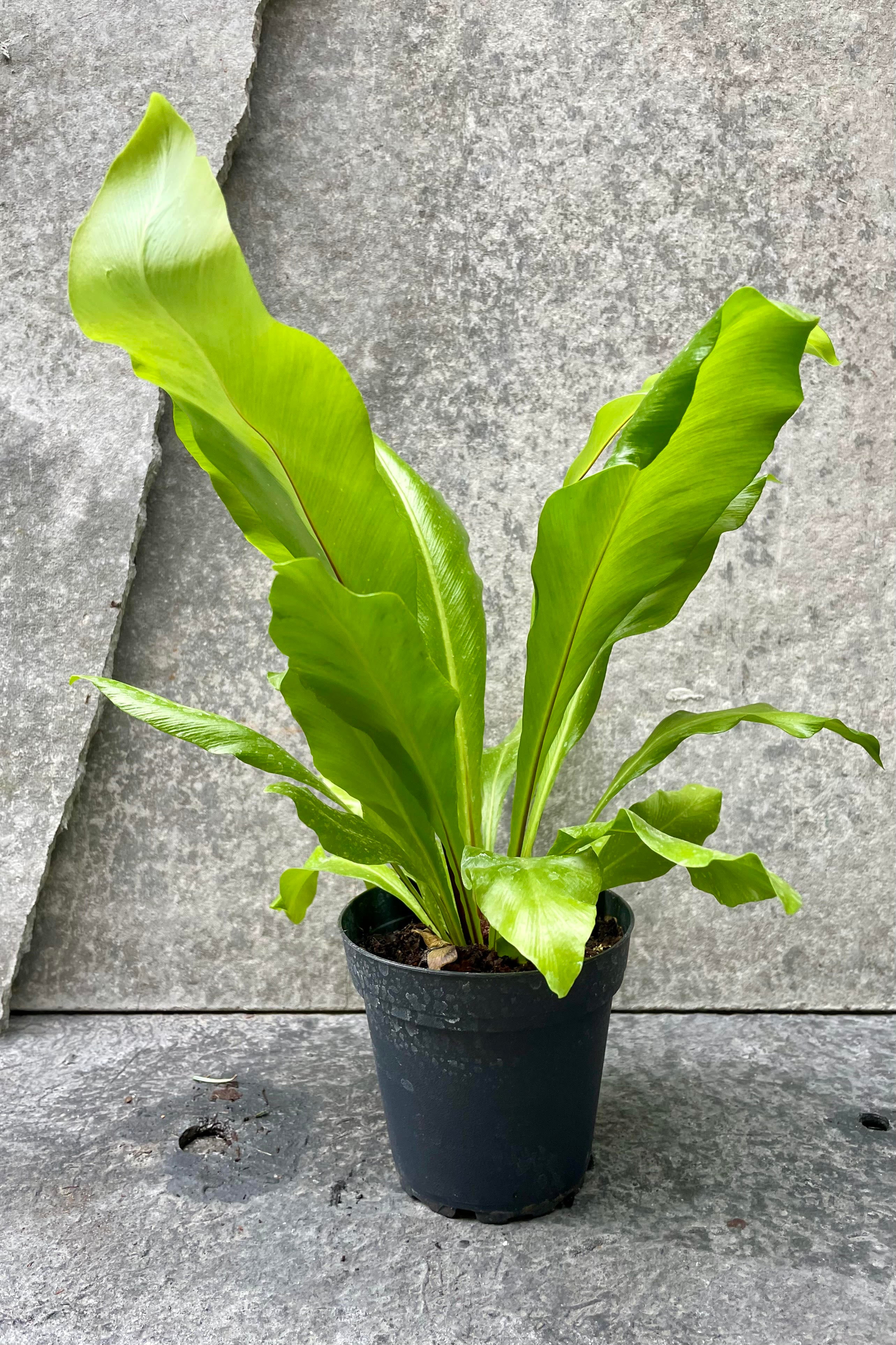 Asplenium Nidus Bird's Nest Fern - 4 Inch Live Indoor House Plant for Home & Office Decor - Perfect for Tabletops, Shelves, and Bathrooms