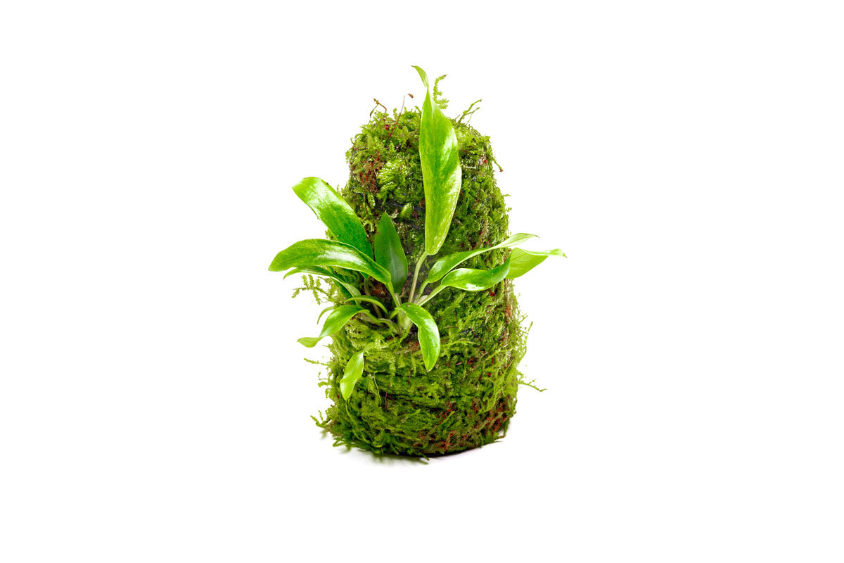 Anubias Minima Moss Tower for Aquarium - Live Aquatic Plant Decor for Fish Tank, Terrarium & Paludarium - Perfect for Shrimp, Betta & Nano Tanks