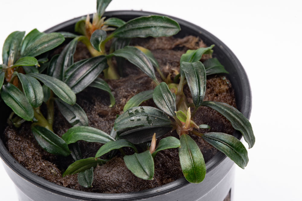 Bucephalandra Boyan Mini Narrow - Rare Aquatic Plant for Aquascaping & Fish Tanks - Perfect for Nano Tanks, Aquariums, and Aquatic Gardens