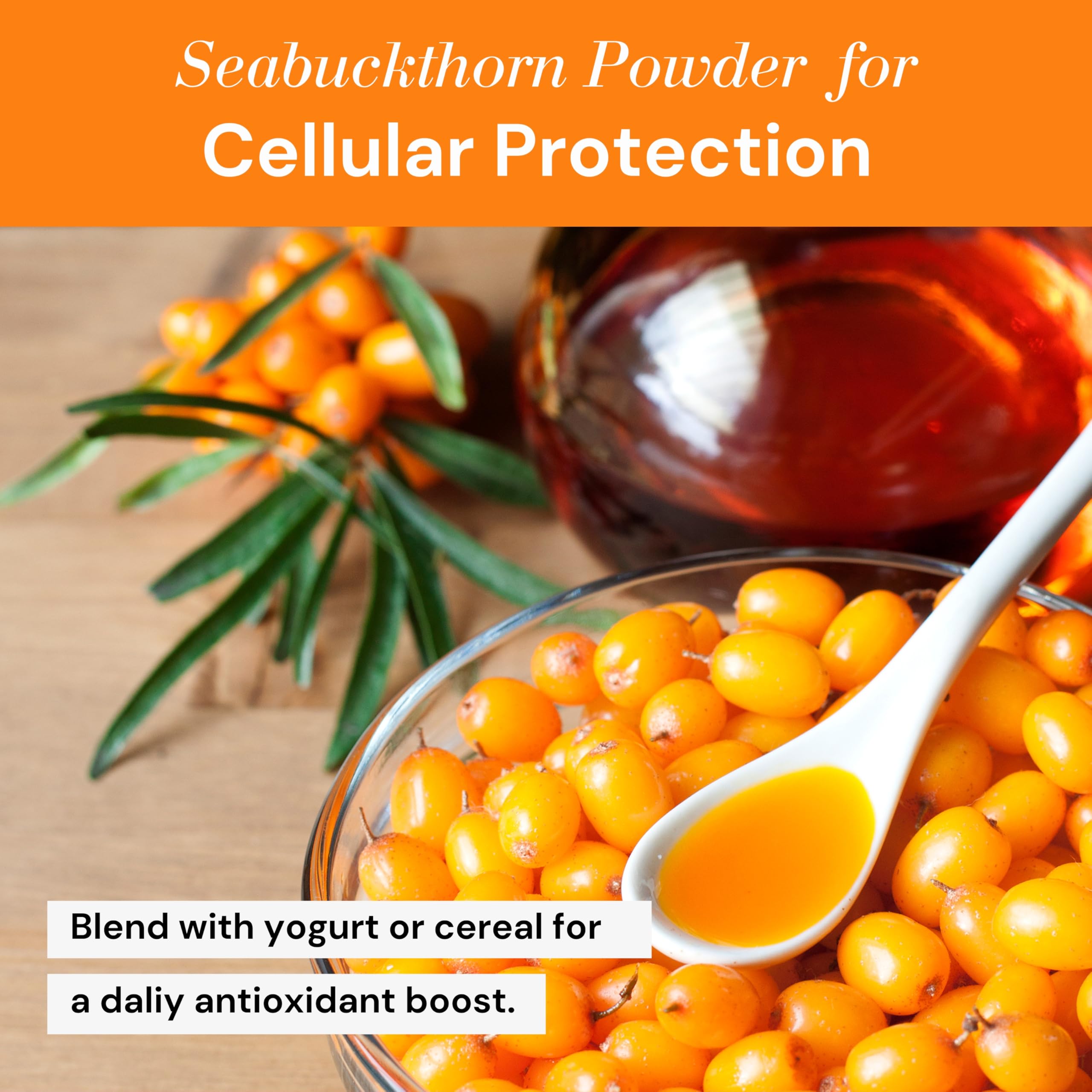 Organic Himalayan Sea Buckthorn Berry Powder - Rich in Omega 3 6 7 9 & Vitamin C E - Natural Superfood for Immune Support & Skin Health - 50g Premium Dry Powder for Smoothies, Teas & Wellness Recipes