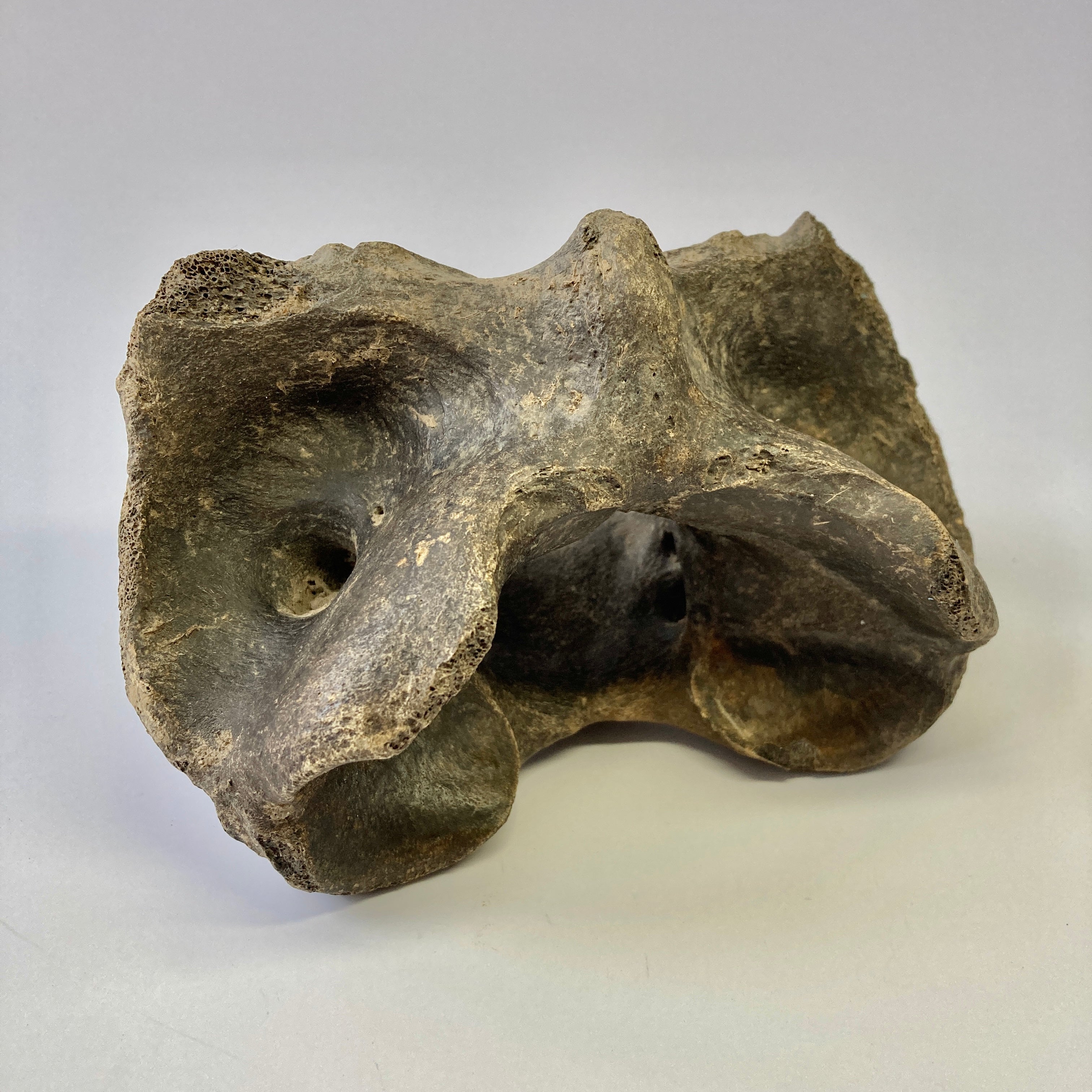 Bison Atlas Vertebra - Genuine Fossil Bone for Collectors, Education & Home Decor | Perfect for Science Classrooms, Paleontology Displays & Natural History Collections
