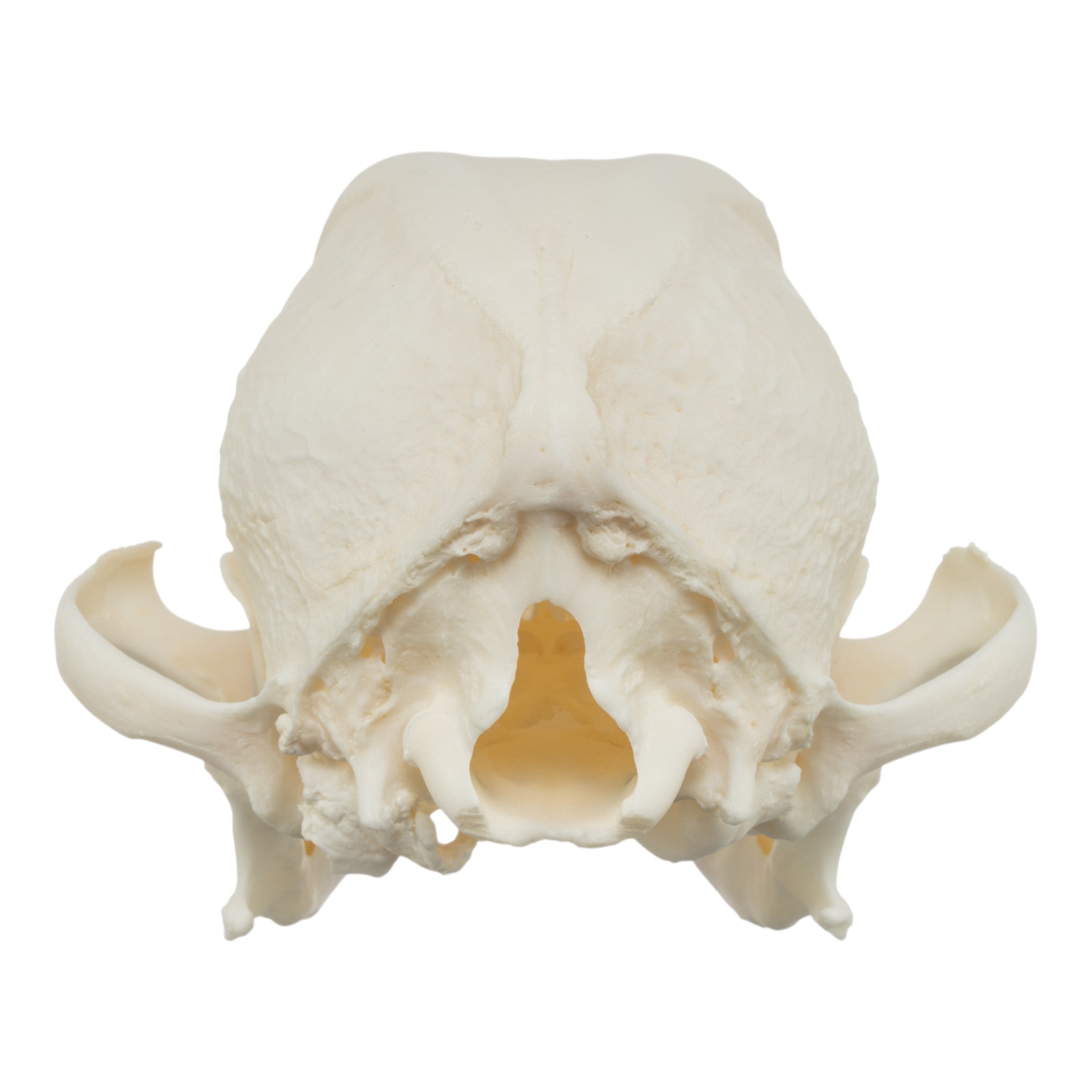 Authentic Pug Dog Skull with Periodontal Details - Realistic Canine Anatomy Specimen for Veterinary Study, Halloween Decor, and Oddity Collectors