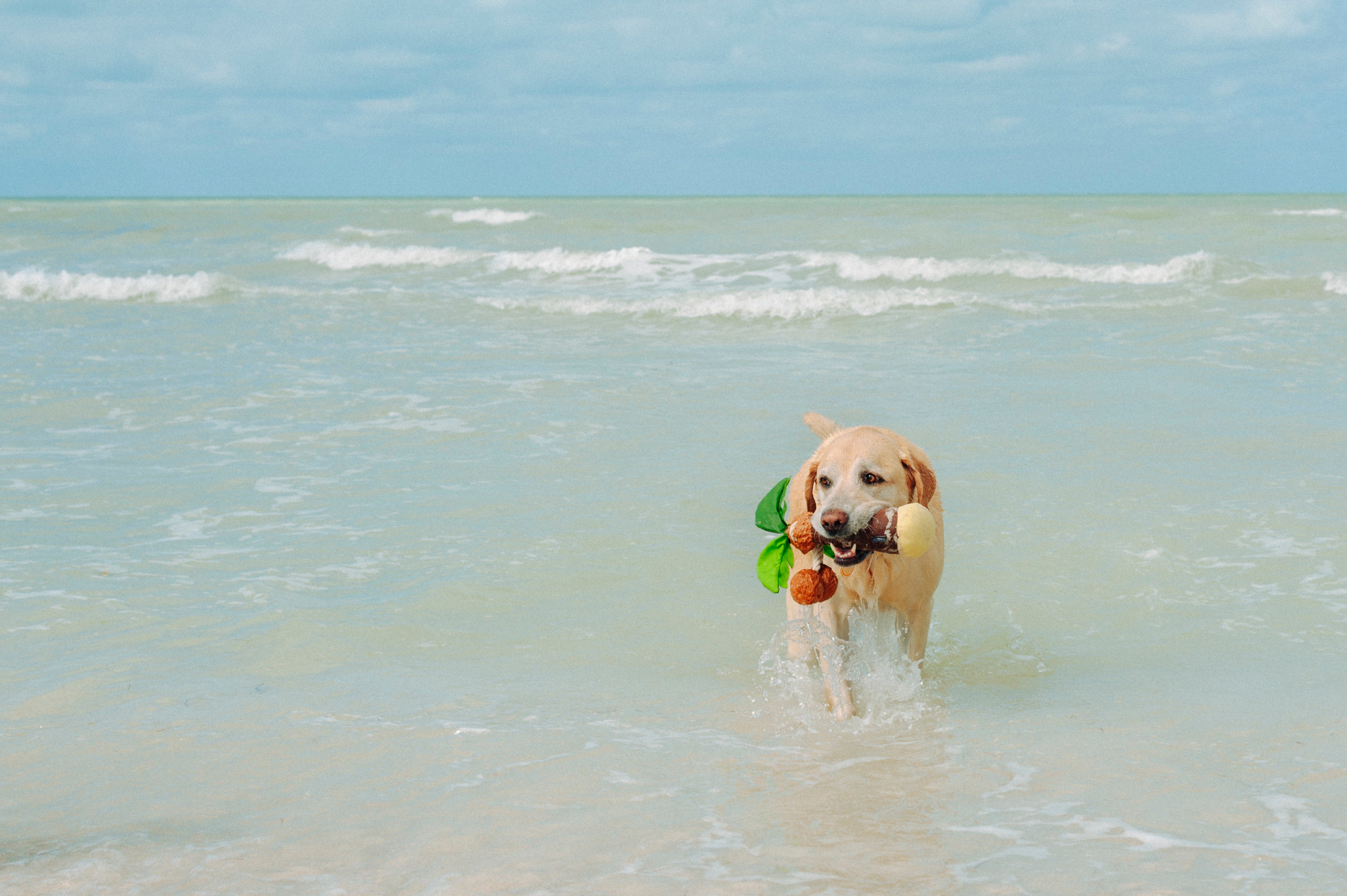 Tropical Paradise™ Watermelon Dog Plush Toy - Durable & Fun Chew Toy for Small & Large Dogs | Perfect for Playtime, Training & Cuddling | Pet P.L.A.Y.