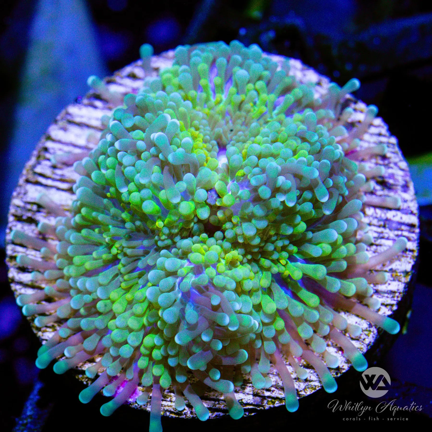 A13 WA Seafoam Ricordea Coral - Premium WYSIWYG Saltwater Aquarium Coral for Reef Tanks | Perfect for Nano Tanks, Coral Propagation & Marine Aquascaping