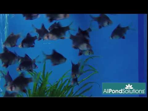 Green Tiger Barbs for Aquarium - Live Tropical Fish for Freshwater Tanks, Community Fish Tanks & Planted Aquariums