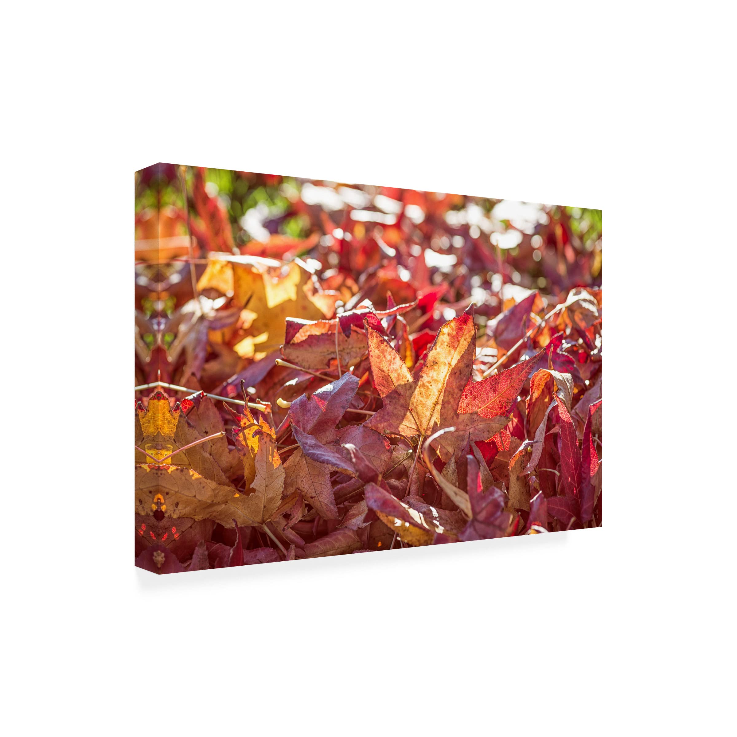 Joseph S Giacalone 'A Face Of Autumn 3' Canvas Wall Art Print - 30x47 Inches - Modern Home Decor for Living Room, Bedroom & Office
