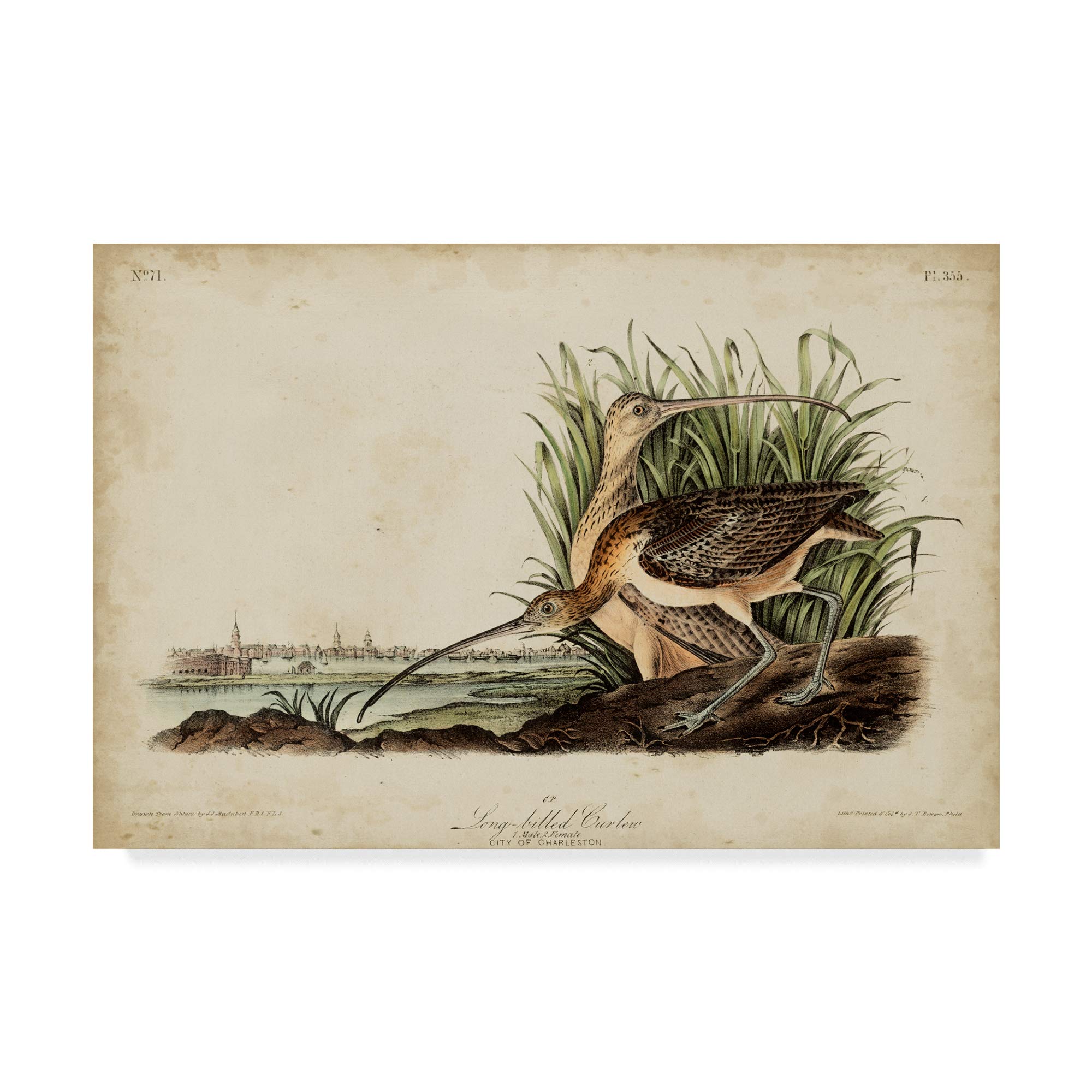 John James Audubon Long Billed Curlew Bird Fine Art Print - 30x47 Inch Wall Decor for Living Room, Office & Gallery | Premium Quality Wildlife Painting Reproduction