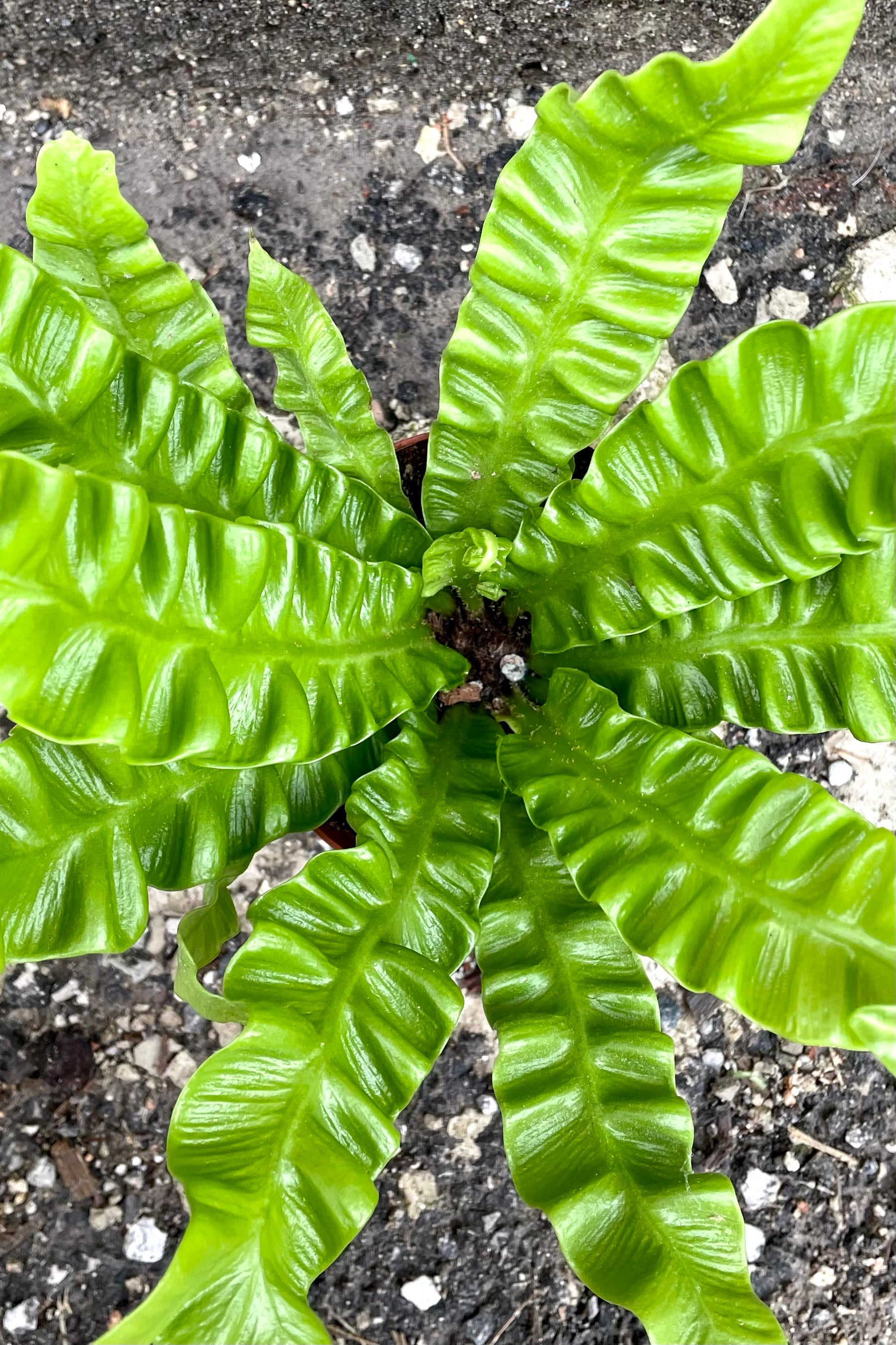 Asplenium Nidus 'Crispy Wave' Fern - 4 Inch Live Indoor Air Purifying House Plant for Home, Office & Bathroom Decor | Low Maintenance Tropical Houseplant for Beginners