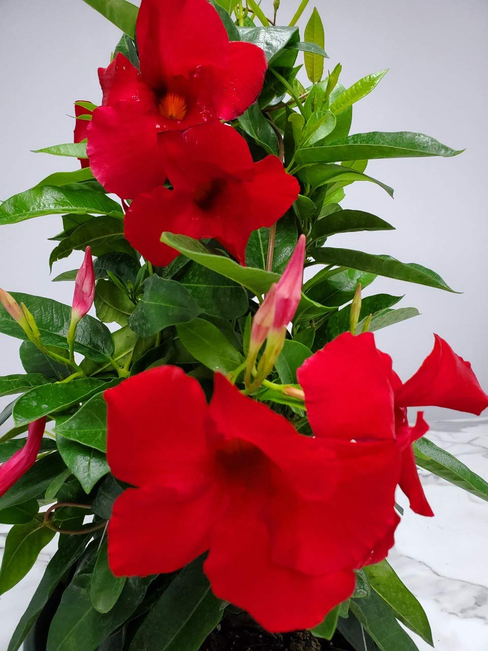 Red Mandevilla Tropical Plant Live Hanging Basket - 12