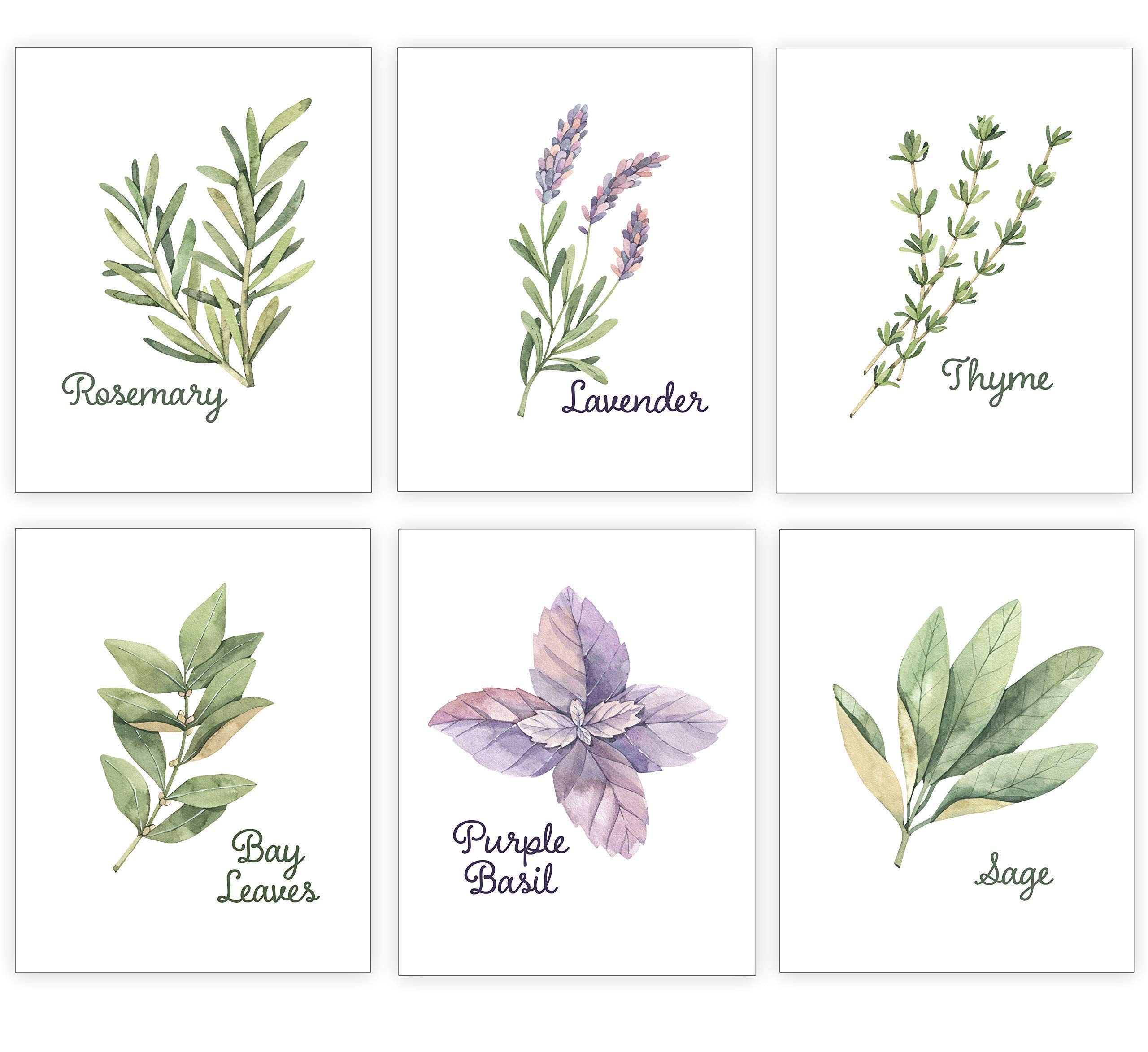 Botanical Prints Wall Decor - Set of 6 UNFRAMED 8x10 Watercolor Herbs Kitchen Signs - Rustic Farmhouse Plant Poster - Green Botanical Pictures for Kitchen Wall Art & Home Decor - Perfect for Farmhouse, Cottage, or Modern Kitchen Decorating