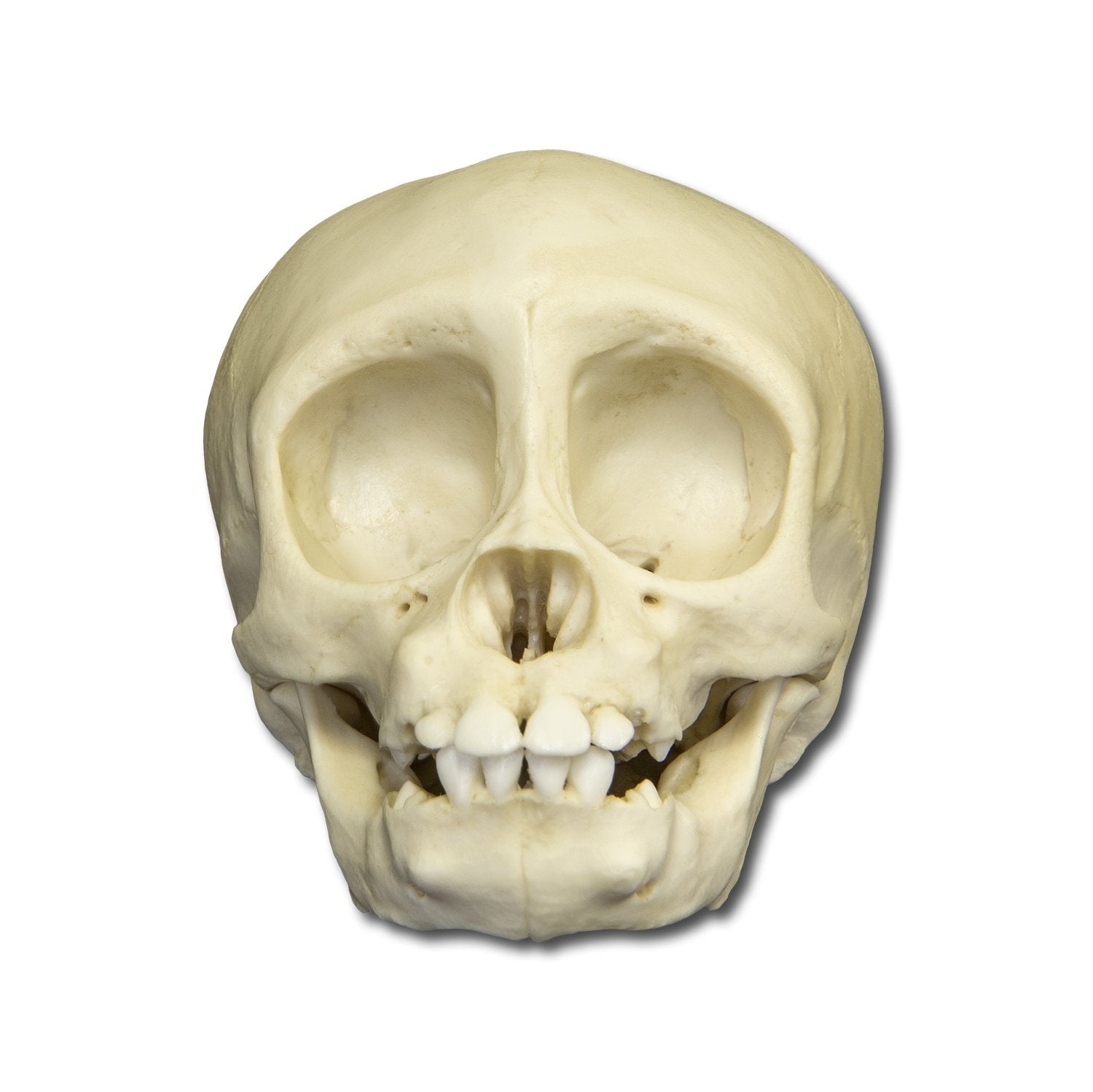 Replica Infant Lowland Gorilla Skull - 6 Months Old Lifesize Model - Perfect for Science Classrooms, Biology Studies & Animal Skull Collections